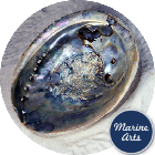 Abalone (Paua) Shell 15cm